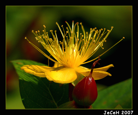 Red, yellow and green