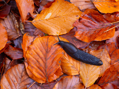 langzame herfst