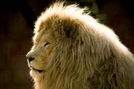 witte leeuw Olmense Zoo