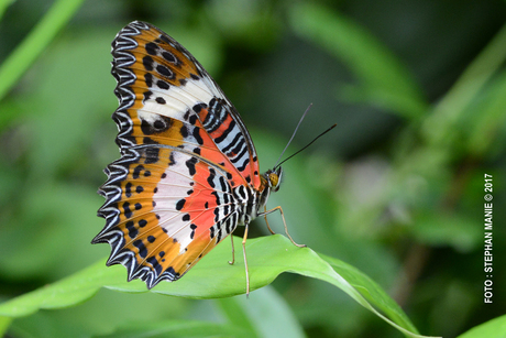 Malay Lacewing Borneo