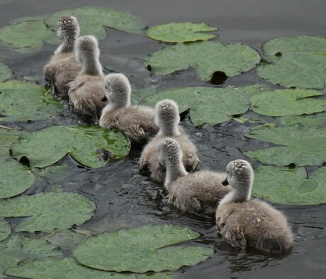 Even voorstellen fam. Zwaan