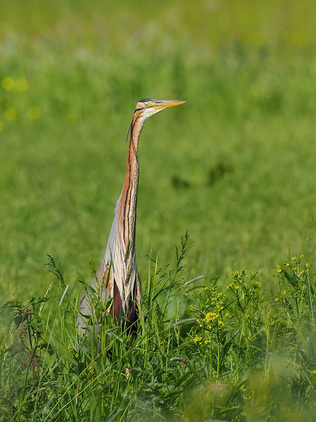 Purperreiger