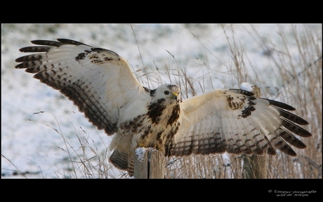 Buizerd in de sneeuw