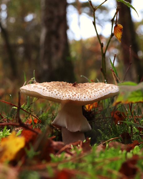 Mushroom in the forest