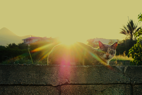 Griekse kat in tegenlicht bij zonsondergang