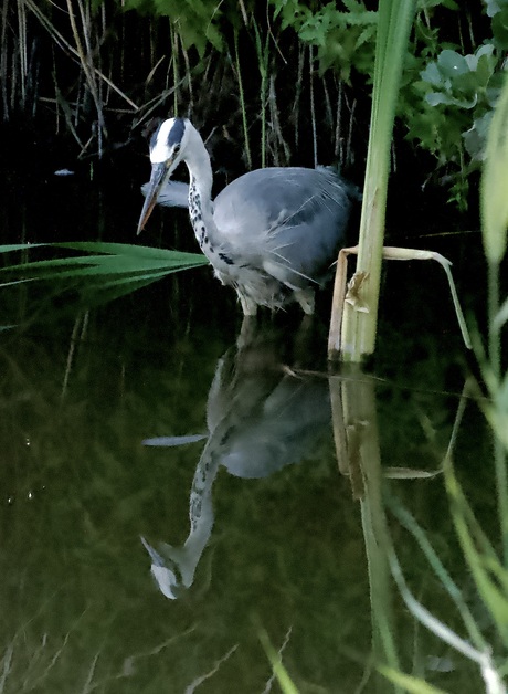 Reiger