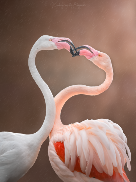 Flamingo's in the rain