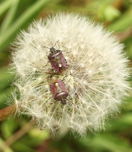 2 Bessenschildwantsen