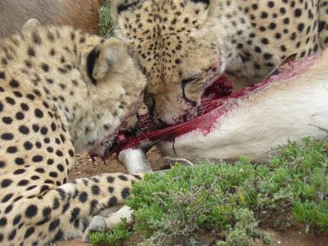 Etende cheeta's 2009 (zuid-afrika)