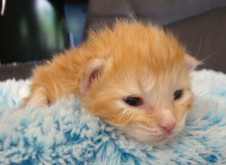 Noorse Boskat kitten