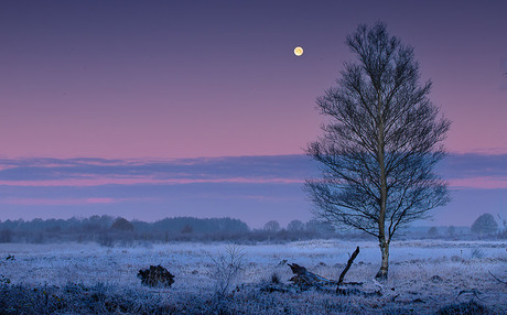 winter in het veen