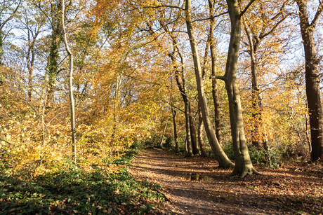 De laatste blaadjes aan de bomen