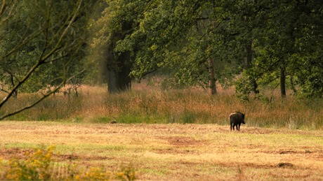 Wild Zwijn
