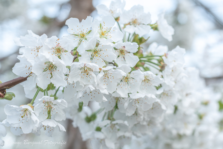 Kersen Bloesem