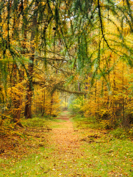 Lariksbos in herfstkleuren