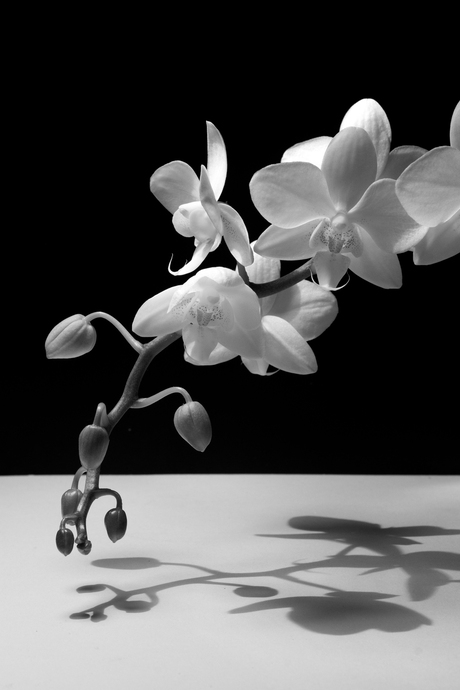 orchidee zwart wit