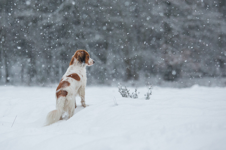 Het sneeuwt