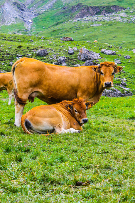 Alpen koe