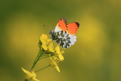 Oɾαɳʝҽƚιρʝҽ 🦋