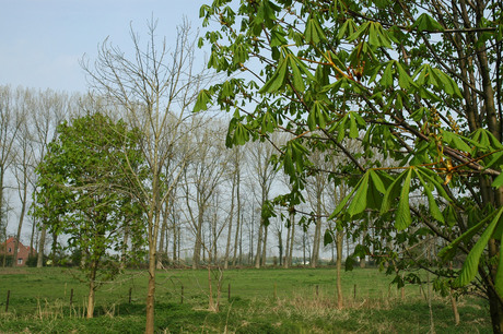 Jonge kastanjebomen in het landschap