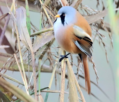 Baardmannetje 