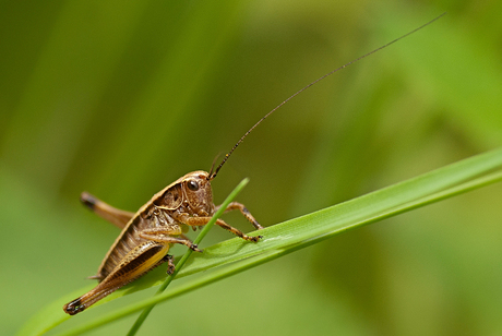 Jolly jumper