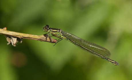Grote roodoogjuffer. ♀