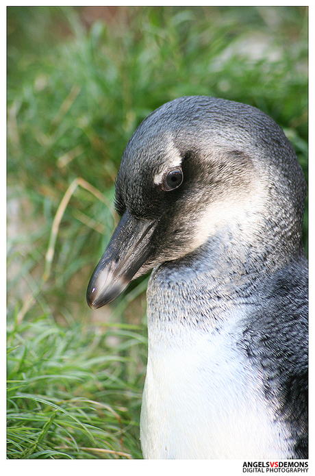 pinguin close up