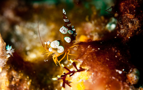 Anemone Shrimp