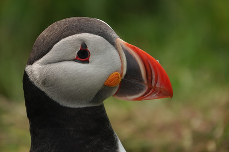 Puffin