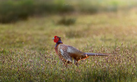 Pheasant-Fazant