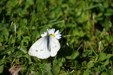 vlinder van dichtbij 