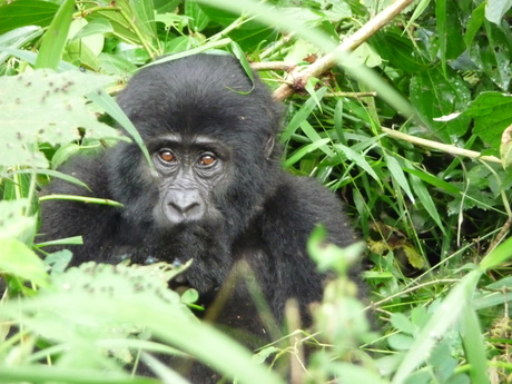 Baby gorilla