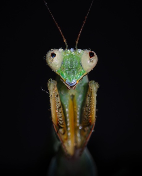 Praying Mantis