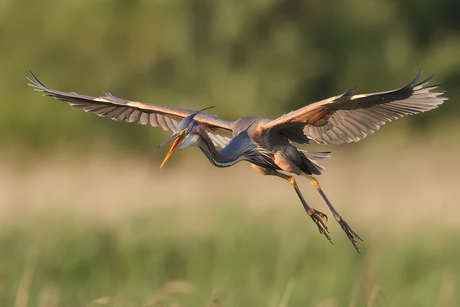 Landende Purperreiger