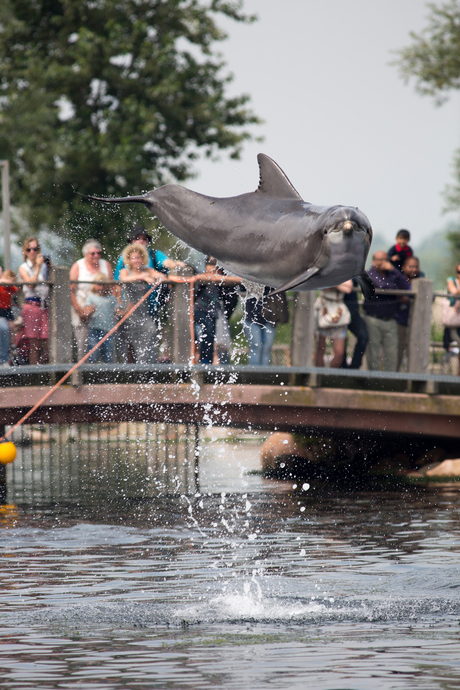 Dolfinarium