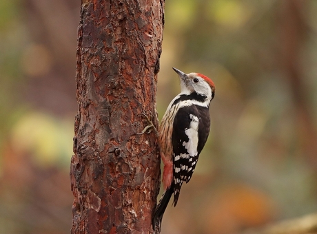 middelste bonte specht