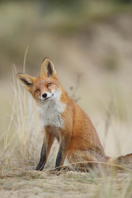 Vosje in de duinen