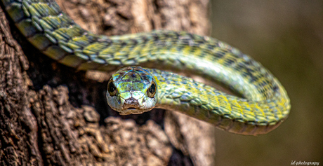 Boomslang