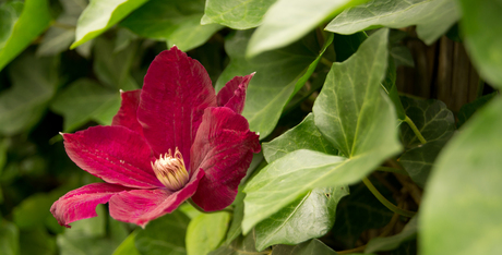 Clematis