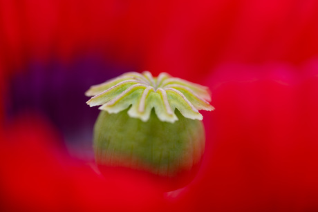 Colorful poppy