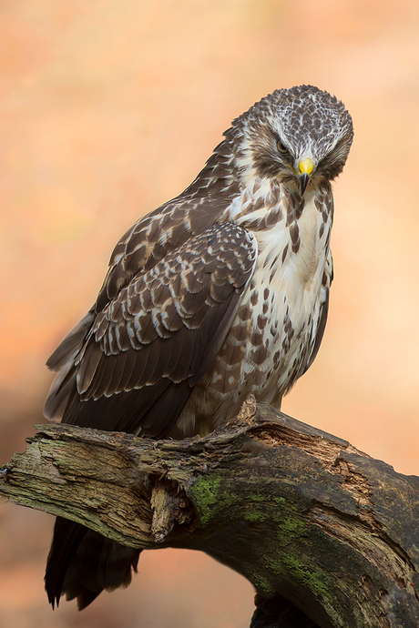 Buizerd 2