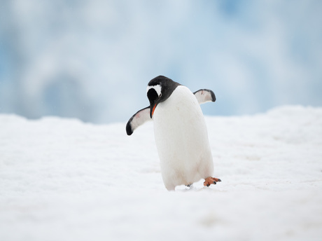 Walking in the snow