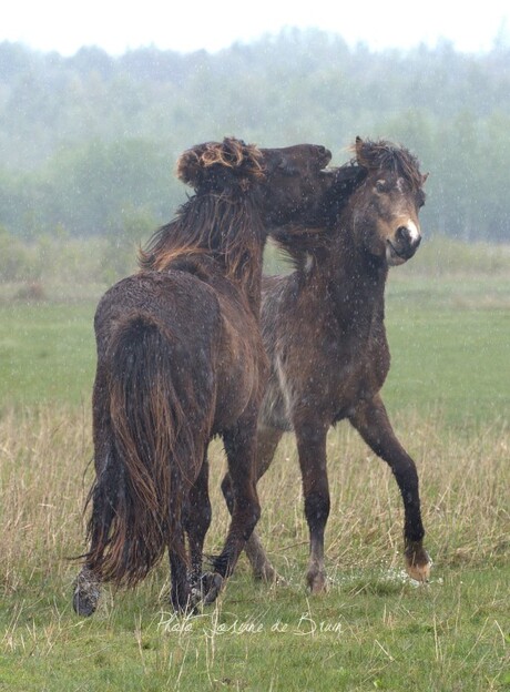 IJslandse veulens spelen in de regen 