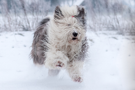 Old English sheepdog 