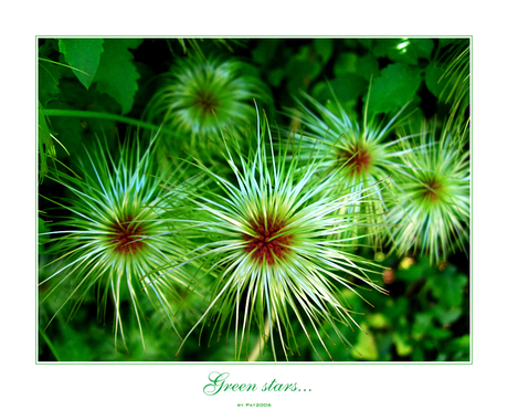 Green stars....