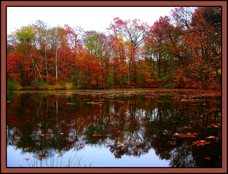 Herfstkleuren IV