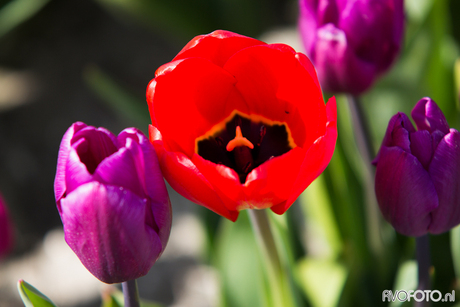 Tulpenbollen Route