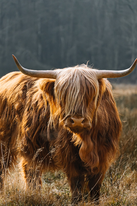Schotse Hooglander, prachtige en machtige dieren in de Schinveldse Bossen