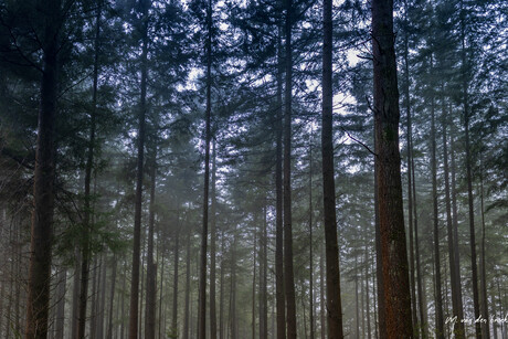 Mist in het bos 